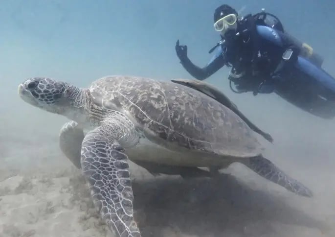 Taucherin und eine riesige Schildkröte unter Wasser